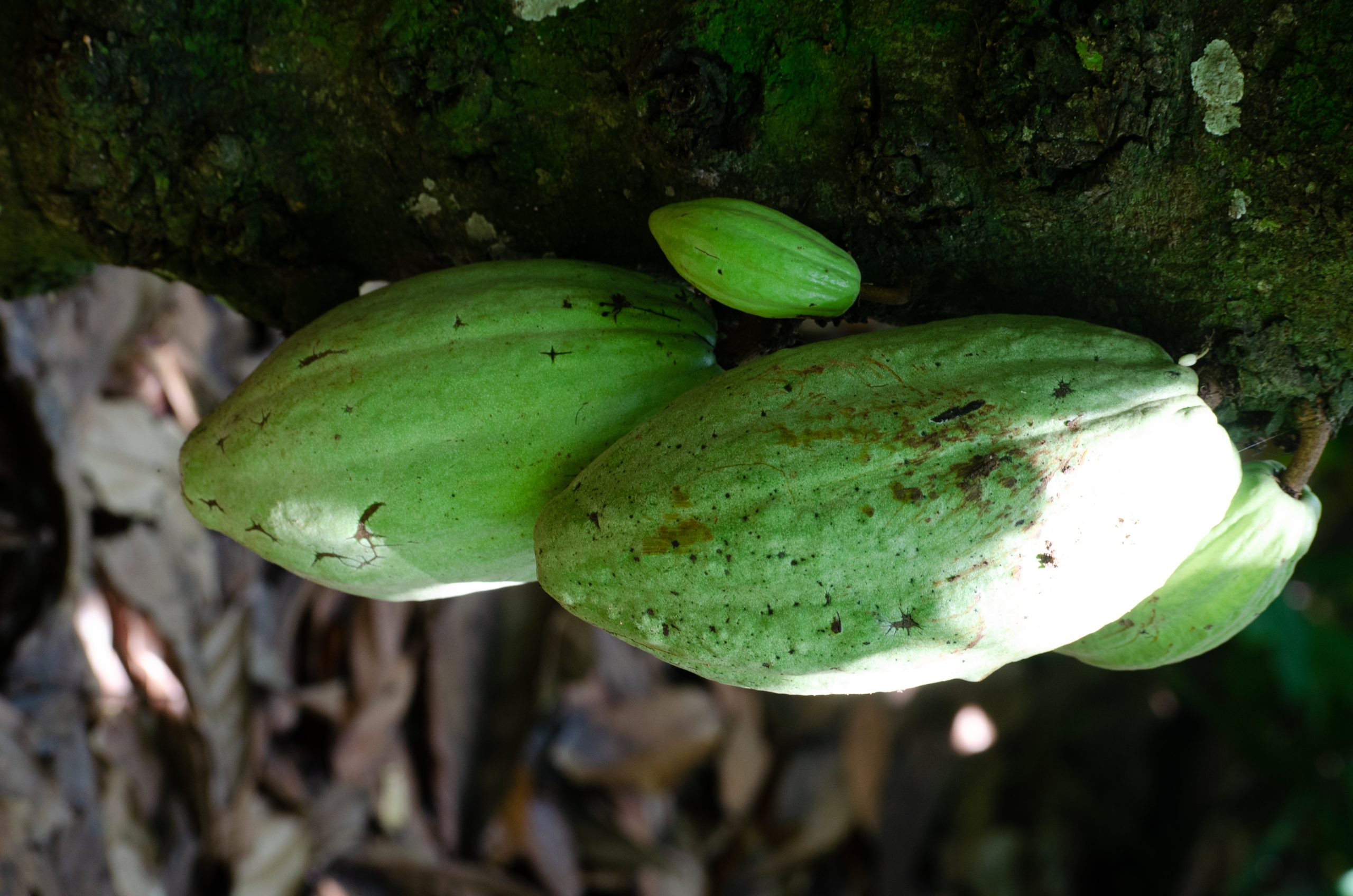 Cacao Trees